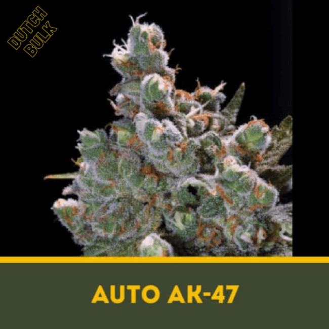 Насіння марихуани Auto AK - 47 Dutch Bulk