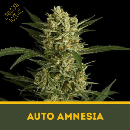 Семена марихуаны Auto Amnesia