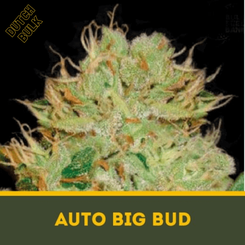 Семена марихуаны Auto Big Bud