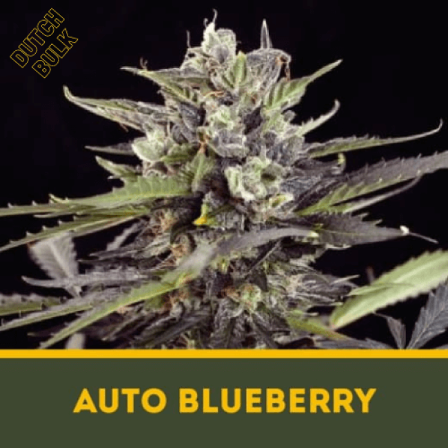 Насіння марихуани Auto Blueberry Насіння марихуани Auto Blueberry