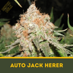 Auto Jack Herer Dutch Bulk