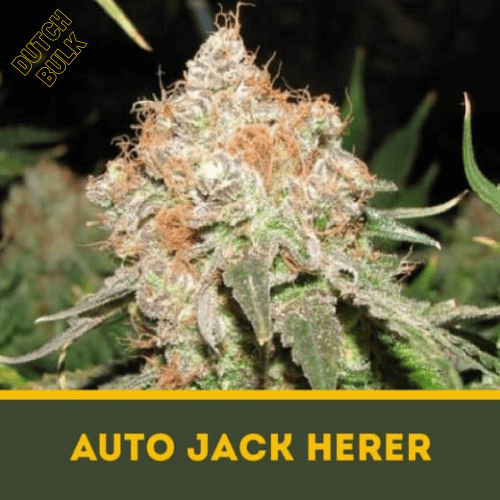 Семена марихуаны Auto Jack Herer