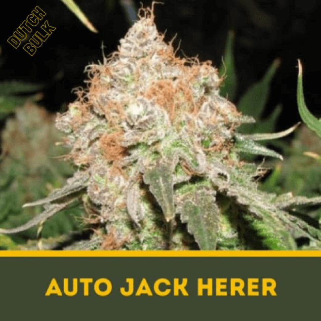 Семена марихуаны Auto Jack Herer Семена марихуаны Auto Jack Herer