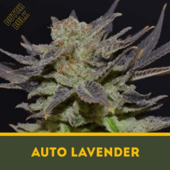 Auto Lavender Dutch Bulk