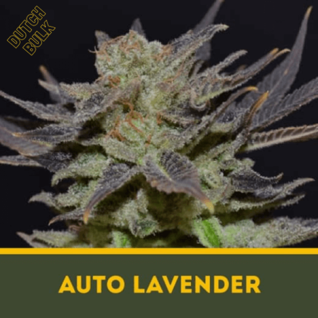 Семена марихуаны Auto Lavender Семена марихуаны Auto Lavender