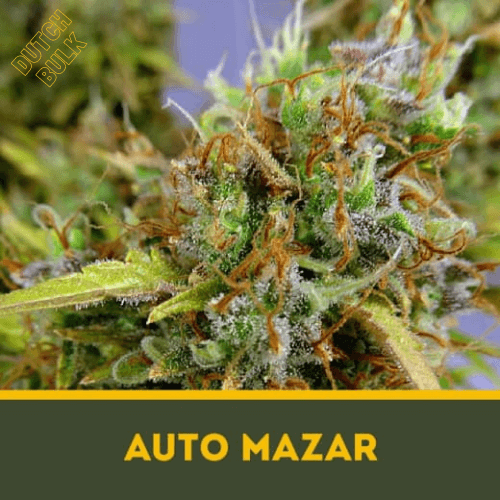 Семена марихуаны Auto Mazar
