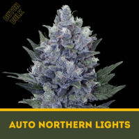 Auto Northern Lights Dutch Bulk