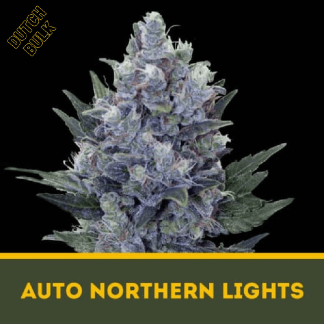 Семена марихуаны Auto Northern Lights Семена марихуаны Auto Northern Lights