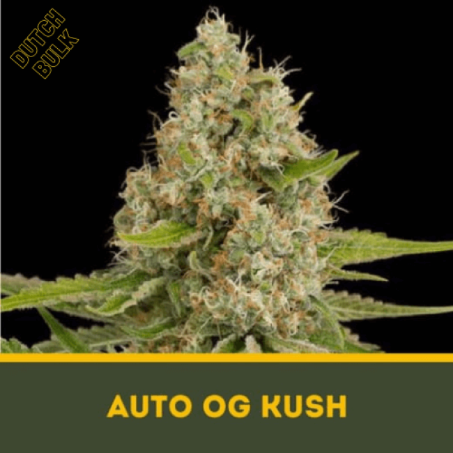Семена марихуаны Auto OG Kush Семена марихуаны Auto OG Kush
