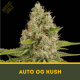 Auto OG Kush Dutch Bulk