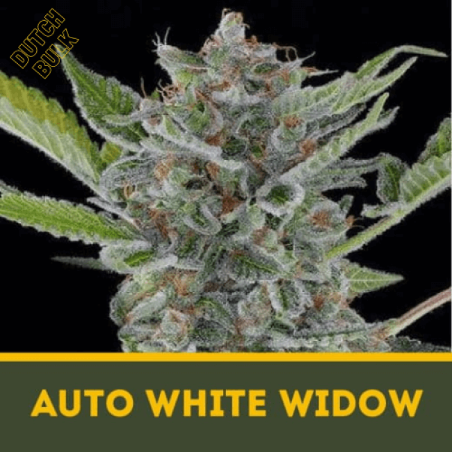 Насіння марихуани Auto White Widow Насіння марихуани Auto White Widow