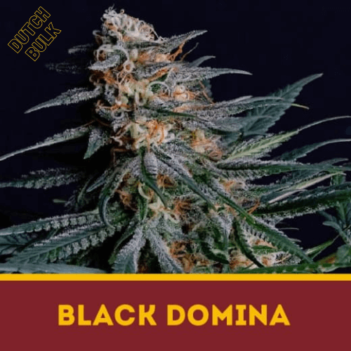  Семена конопли BLACK DOMINA DutchBul