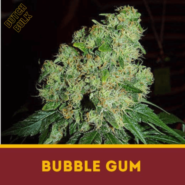 Насіння конопель Bubble Gum DutchBulk Насіння конопель Bubble Gum DutchBulk