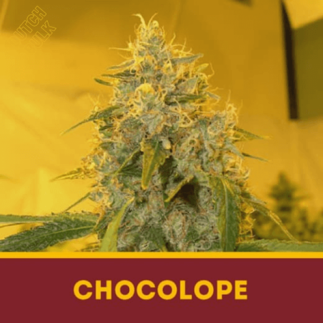 Семена конопли Chocolope Семена конопли Chocolope