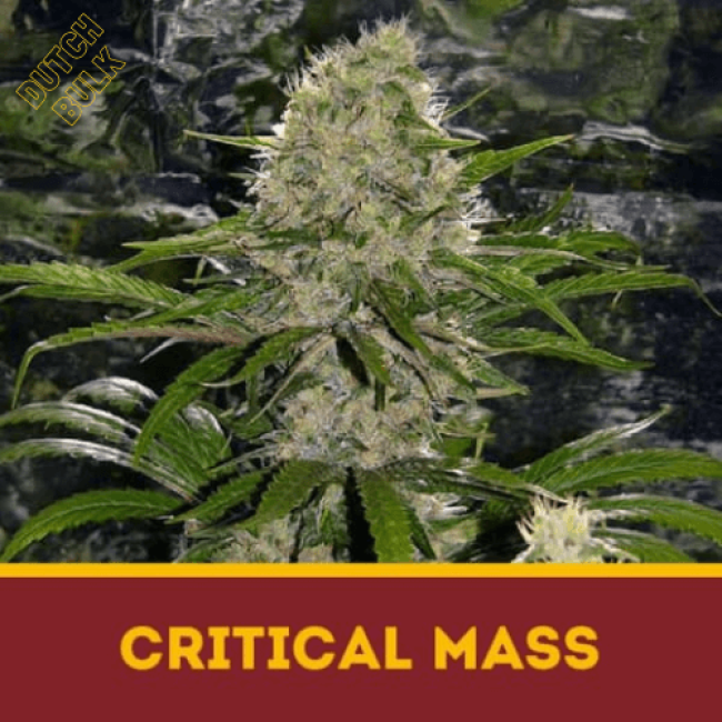 Семена конопли Critical Mass DutchBulk