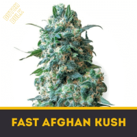 FAST AFGHAN KUSH Dutch Bulk