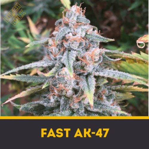 Семена марихуаны Fast AK-47 Dutch-bulk 