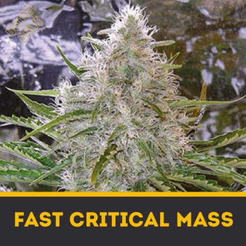 Семена марихуаны Fast Critical Mass Dutch-bulk 