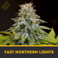 Fast Northern Lights 