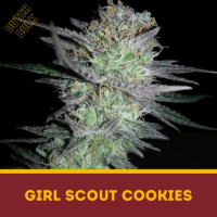 Girls Scout Cookies Dutch Bulk
