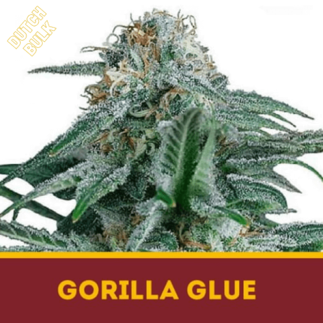 Семена конопли Gorilla Glue DutchBulk Семена конопли Gorilla Glue DutchBulk