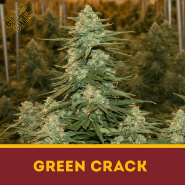 Семена конопли Green Crack DutchBulk Семена конопли Green Crack DutchBulk
