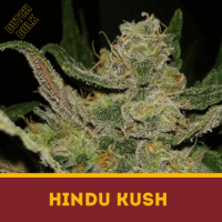 Hindu Kush Dutch Bulk