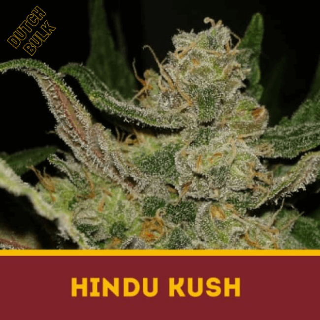 Насіння конопель Hindu Kush DutchBulk Насіння конопель Hindu Kush DutchBulk