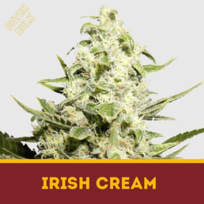 Семена конопли Irish Cream DutchBulk Семена конопли Irish Cream DutchBulk