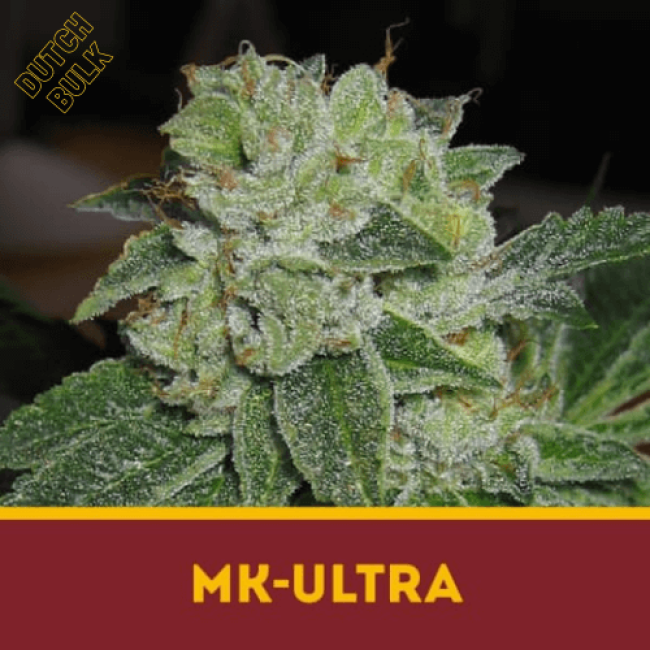 Насіння конопель MK Ultra Dutch Bulk Насіння конопель MK Ultra Dutch Bulk