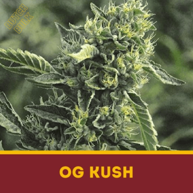 Насіння марихуани OG Kush Насіння марихуани OG Kush