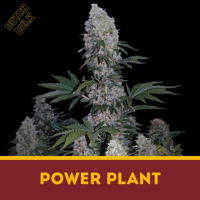 Power Plant Dutch Bulk