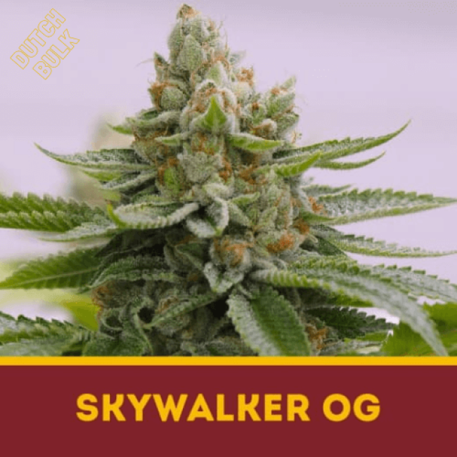 Семена конопли Skywalker OG DutchBulk Семена конопли Skywalker OG DutchBulk