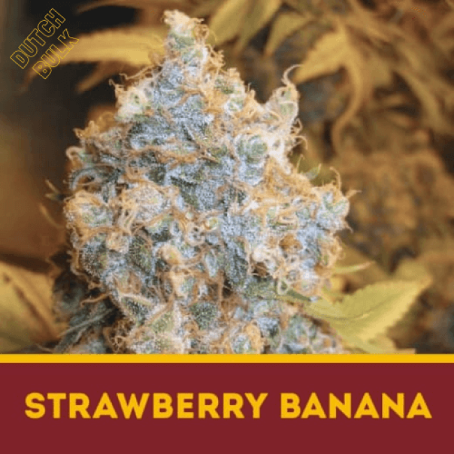 Насіння конопель Strawberry Banana DutchBulk Насіння конопель Strawberry Banana DutchBulk