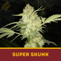 Super Skunk Dutch Bulk