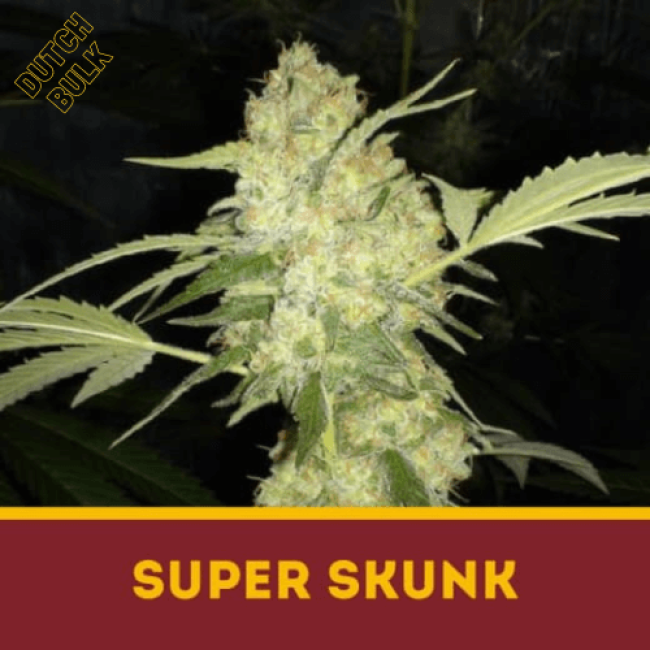 Семена каннабиса Super Skunk Dutch Bulk Семена каннабиса Super Skunk Dutch Bulk
