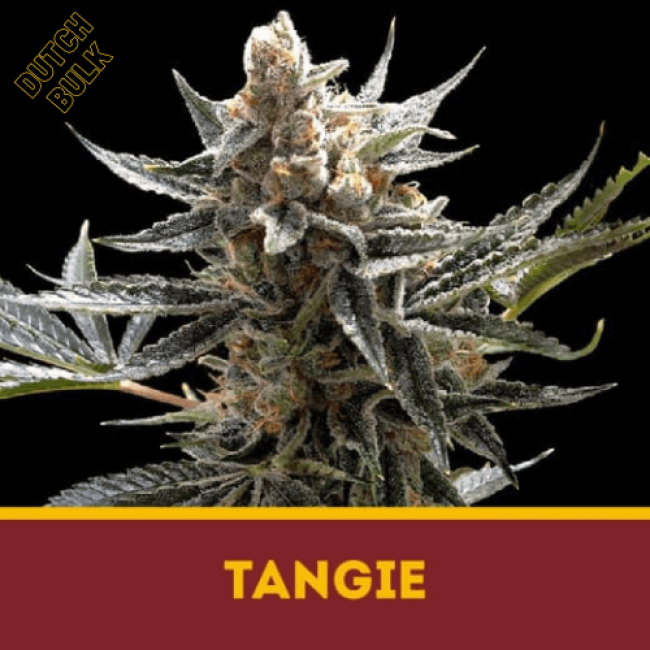 Насіння конопель Tangie Dutch Bulk Насіння конопель Tangie Dutch Bulk