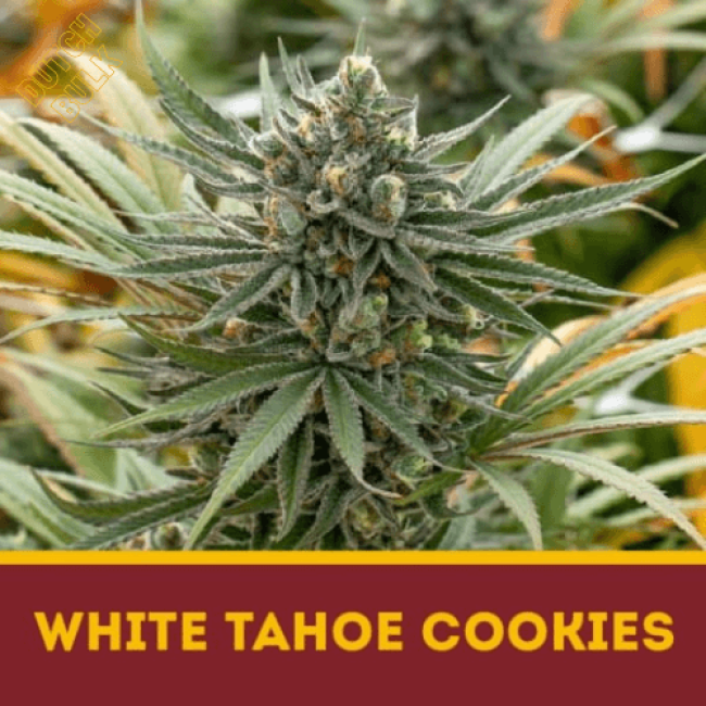 Семена конопли White Tahoe Cookies DutchBulk