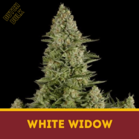 White Widow Dutch Bulk
