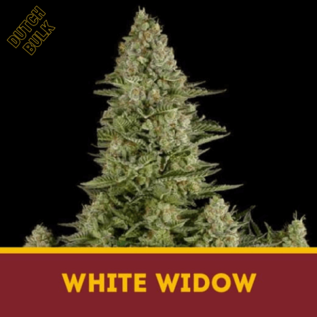 Семена марихуаны White Widow Dutch Bulk Семена марихуаны White Widow Dutch Bulk