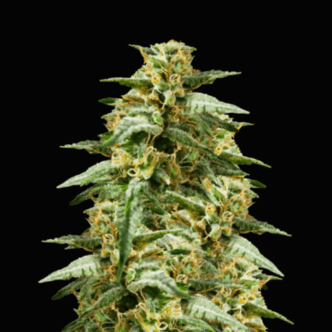 Насіння марихуани Fast Amnesia Dutch Bulk Насіння марихуани Fast Amnesia Dutch Bulk