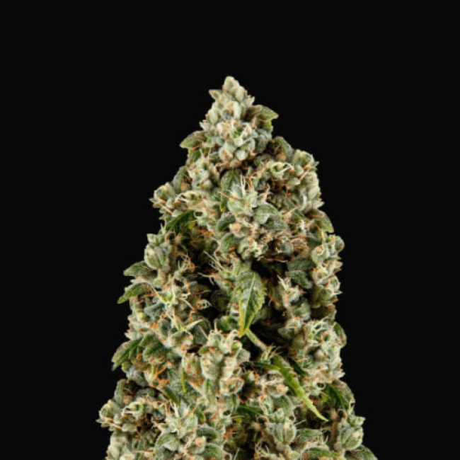 Насіння марихуани Fast Big Bud Dutch Bulk