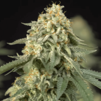 Ak - 47 Regular