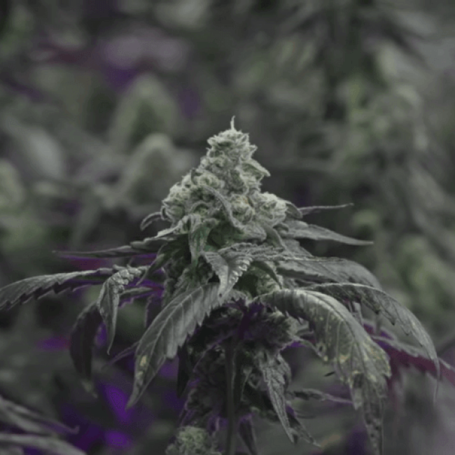 Семена конопли Amnesia Haze Regular Семена конопли Amnesia Haze Regular