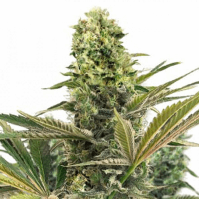 Seeds Auto Killer Dutch Fem