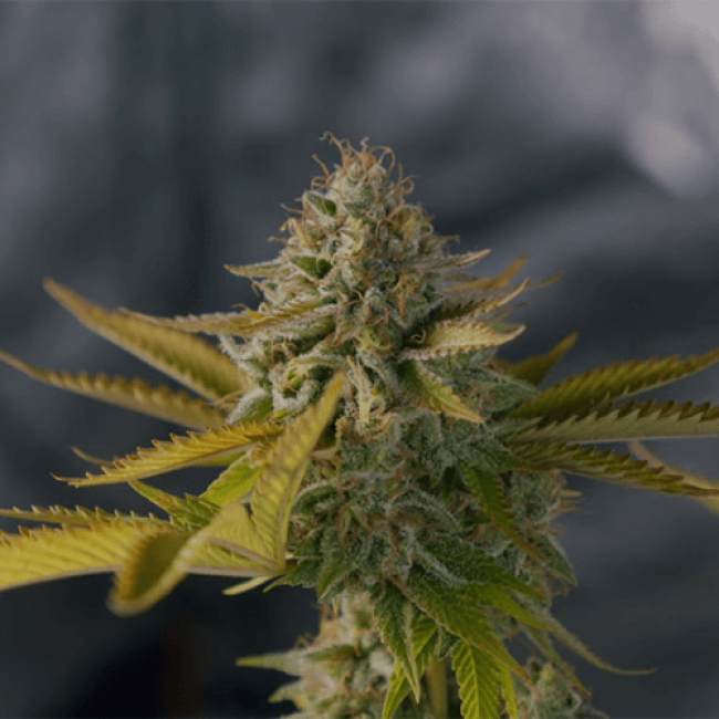 Seeds Auto Killer Dutch Fem