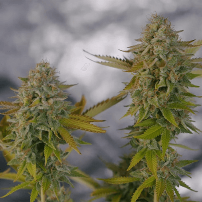 Seeds Auto Killer Dutch Fem