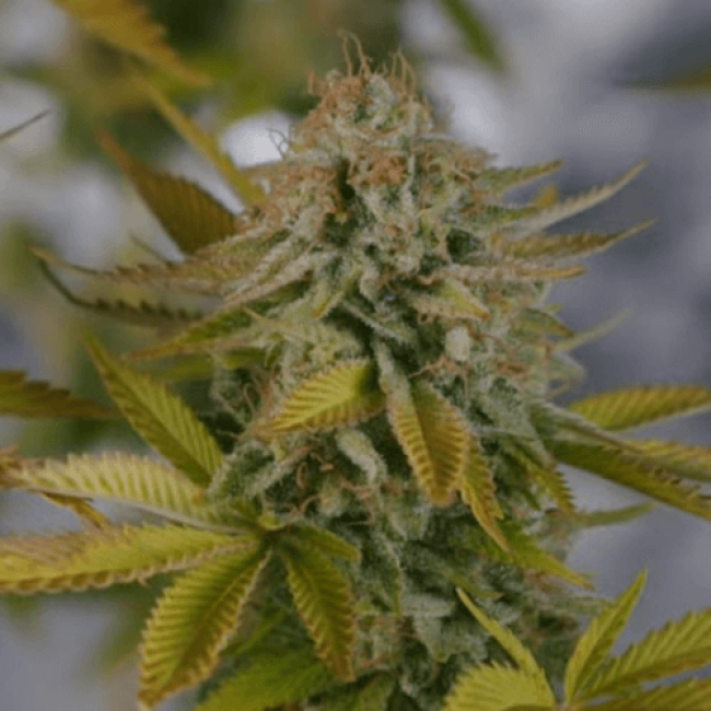 Seeds Auto Killer Dutch Fem