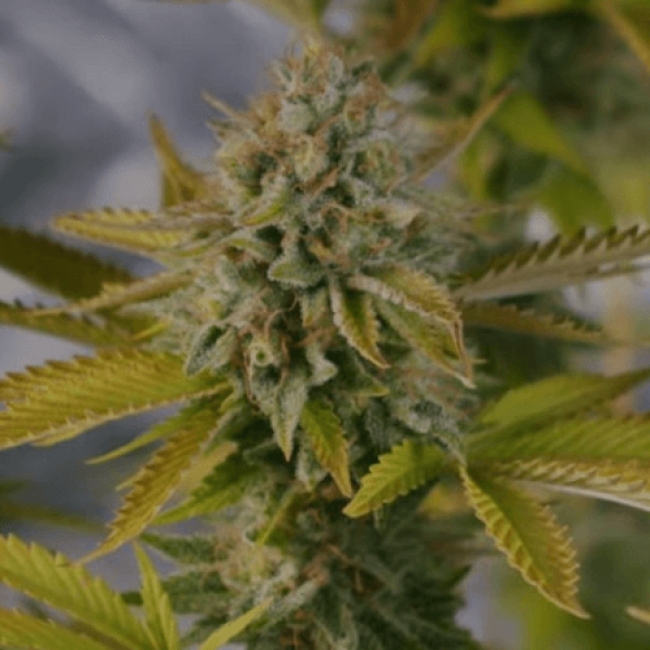 Seeds Auto Killer Dutch Fem