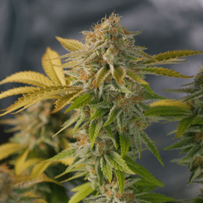 Seeds Auto Killer Dutch Fem Seeds Auto Killer Dutch Fem